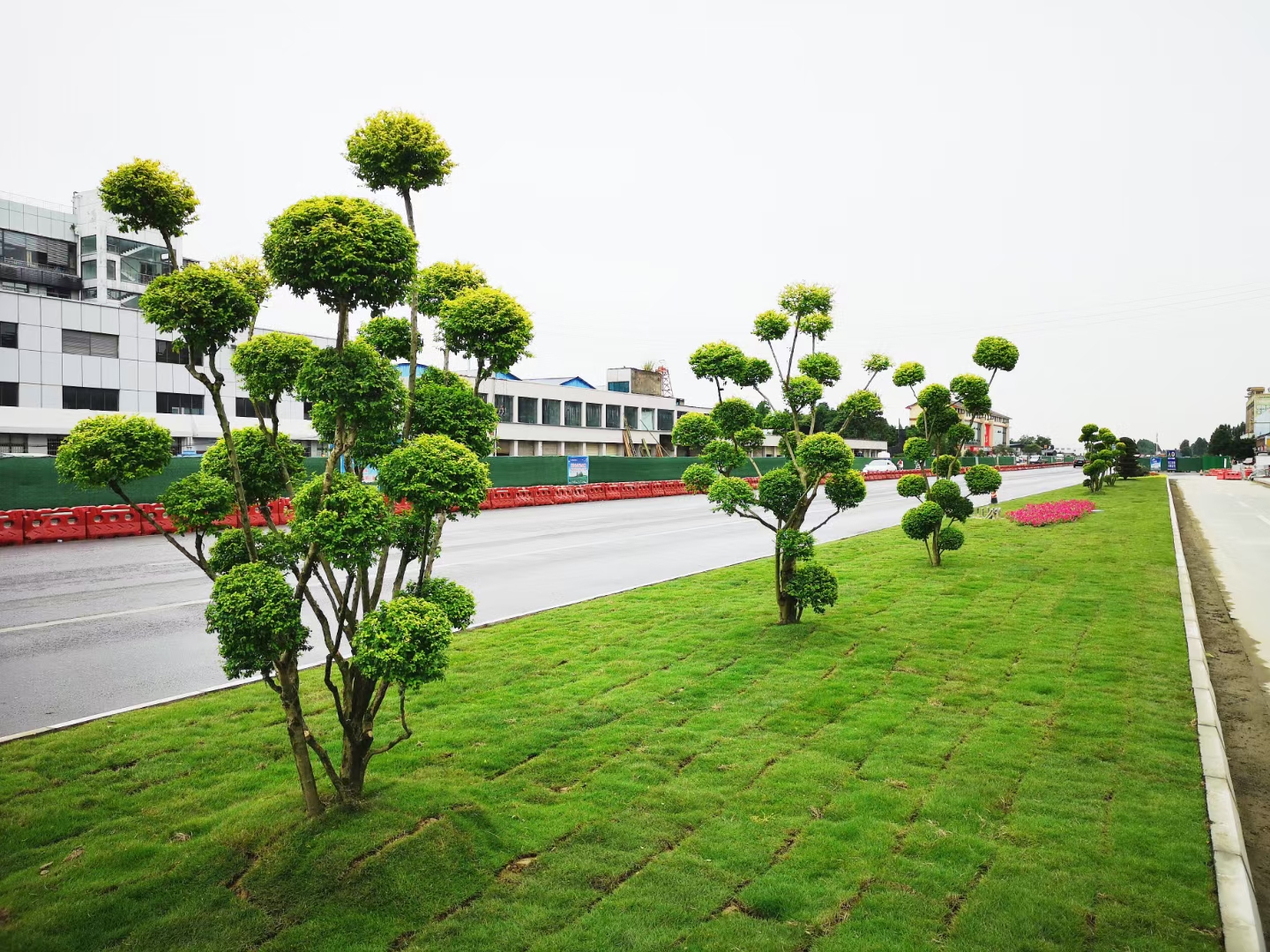 由我公司打造完成的三星堆旅游大道样板示范段花镜